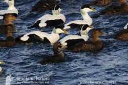 1st winter King Eider, Bluemull Sound, 3rd March 2011. Photo by Brydon Thomason.