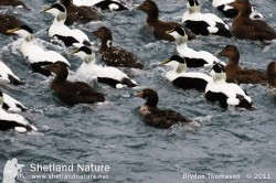 Interestingly for a sea duck, King Eiders are known to migrate overland in some populations and have been known to reach altitudes of up to 1,000m. I wonder where this young fellow was hatched? 1st Winter King Eider.