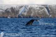 Humpback whale; one of my most memorable humpback sightings ever! Following these whales (two together) as they proceeded North through Bluemull Sound, one year ago pretty much to the day.