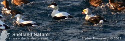 A memorable day indeed and a very welcome find back in March 2006. A pristine drake in his full and exquisite breeding attire. King Eider drake