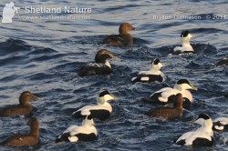 ‘Queen’ Eiders have been known to spend as long as six days on the nest without leaving and will scarcely feed during the 22-24 day incubation period. Female King Eider.