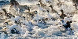 Eiders in action, the tightly bunched flock race across the water’s surface as a small boat cruises past. Eiders in action.