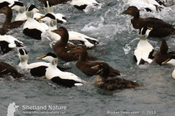 The first winter plumaged King huddles together amongst the melee of Dunters, the adult drake behind the two centre females is presumed to be of the ‘Northern’ form borealis. King Eider and Northern Eider.