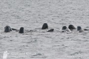 Pilot whales in Lerwick harbour; one of less than half a dozen sightings of these fabulous whales in the last couple of decades, these were certainly the most obliging!