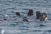 Pilot whales in Lerwick harbour; one of less than half a dozen sightings of these fabulous whales in the last couple of decades, these were certainly the most obliging!