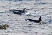 Killer Whales; quite probably these very same animals were the ones seen heading north through Yell Sound.