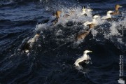 King Eider off Uyeasound, Unst.