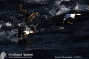 King Eider off Uyeasound, Unst.
