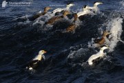 King Eider off Uyeasound, Unst.
