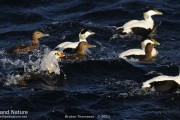King Eider off Uyeasound, Unst.
