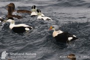 King Eider off Uyeasound, Unst.