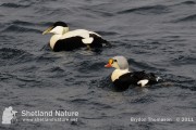 King Eider off Uyeasound, Unst.