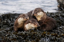Otters. Photo by Brydon Thomason.