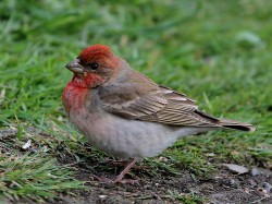 Common Rosefinch. Photo by Jim Nicolson.