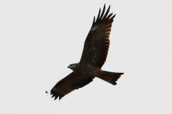 Black Kite. Photo by Rory Tallack.