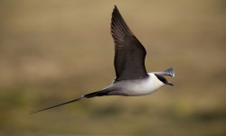 Long-tailed Skua. Photo by David Gifford.