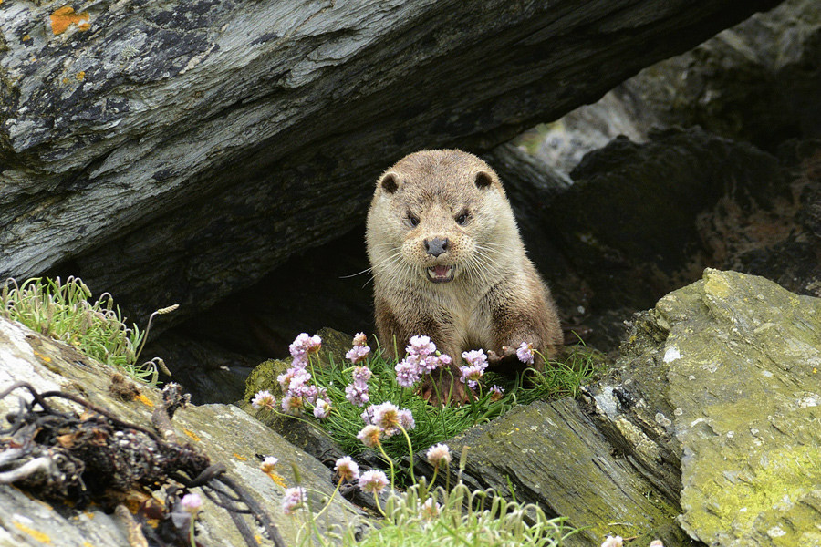 Dry Otter