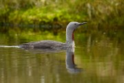 Red-throated Diver. Photo by Brydon Thomason.