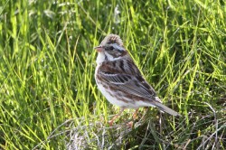 Rustic Bunting. Photo by Robbie Brookes.