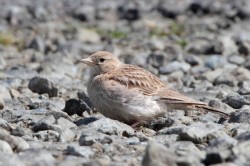 Short-toed Lark. Photo by Robbie Brookes.