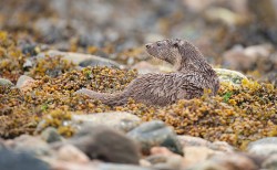 Photo by Steven and Karen Thomas.