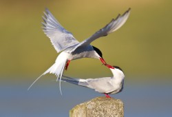 Arctic Terns. Photo by David Gifford.