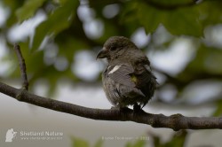 Female Two-barred Crossbill. Photo by Brydon Thomason.