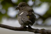 Female Two-barred Crossbill. Photo by Brydon Thomason.