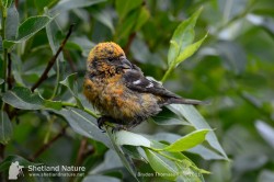 Immature male Two-barred Crossbill. Photo by Brydon Thomason.