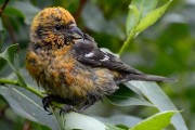 Immature male Two-barred Crossbill. Photo by Brydon Thomason.