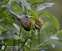 Immature male Two-barred Crossbill. Photo by Brydon Thomason.