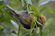 Immature male Two-barred Crossbill. Photo by Brydon Thomason.