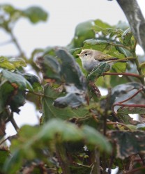 Western Boneli's Warbler. Photo by Brydon Thomason.