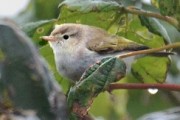 Western Boneli's Warbler. Photo by Brydon Thomason.