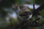 Western Boneli's Warbler. Photo by Brydon Thomason.