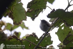 Western Boneli's Warbler. Photo by Brydon Thomason.