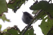 Western Boneli's Warbler. Photo by Brydon Thomason.