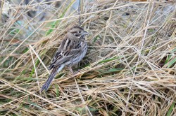 Only the 2nd record for Unst, and interestingly found less than 500m from the last one.