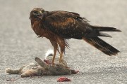 Pallid Harrier. Photo by Jim Wood. Pallid Harrier. Photo by Jim Wood.