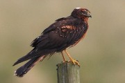 Pallid Harrier. Photo by Jim Wood. Pallid Harrier. Photo by Jim Wood.