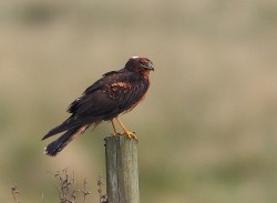 Pallid Harrier. Photo by Jim Wood.