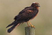 Pallid Harrier. Photo by Jim Wood. Pallid Harrier. Photo by Jim Wood.