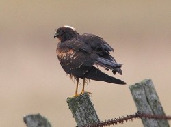 Pallid Harrier. Photo by Jim Wood.