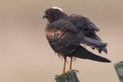 Pallid Harrier. Photo by Jim Wood. Pallid Harrier. Photo by Jim Wood.
