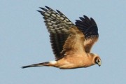 Pallid Harrier. Photo by Brydon Thomason. Pallid Harrier. Photo by Brydon Thomason.