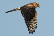 Pallid Harrier. Photo by Brydon Thomason. Pallid Harrier. Photo by Brydon Thomason.