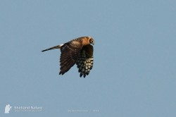 Pallid Harrier. Photo by Brydon Thomason.