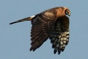 Pallid Harrier. Photo by Brydon Thomason. Pallid Harrier. Photo by Brydon Thomason.