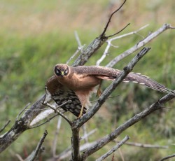 Pallid Harrier. Photo by Robbie Brookes.