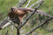Pallid Harrier. Photo by Robbie Brookes. Pallid Harrier. Photo by Robbie Brookes.